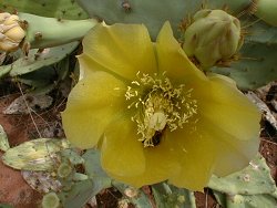 prickly pear flower.jpg (14755 bytes)