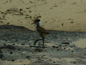 baby plover.jpg (16367 bytes)