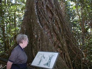 strangler fig at wangoolba creek.jpg (32002 bytes)