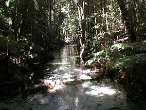 wanggoolba creek1.jpg (31152 bytes)